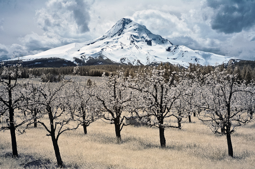 Mt. Hood and Pear Trees from Hood River Valley