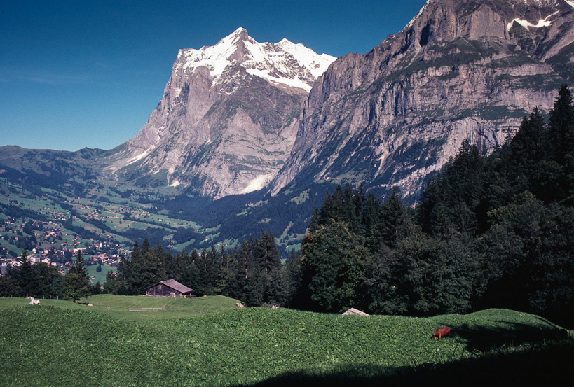Wetterhorn and Grindelwald with Cow