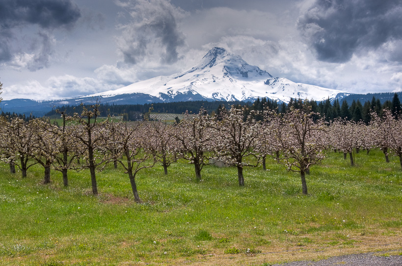 Mt. Hood and Pear Trees from Hood River Valley