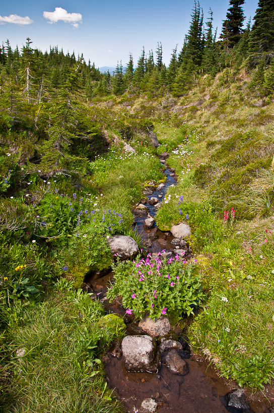 Wildflowers, McNeil Point Trail