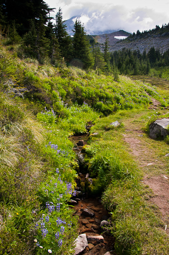 Wildflowers, McNeil Point Trail