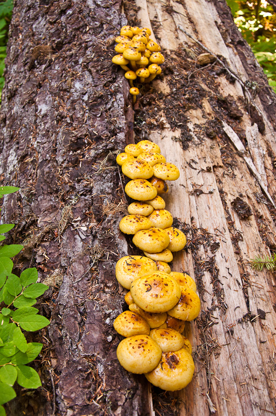 Mushrooms