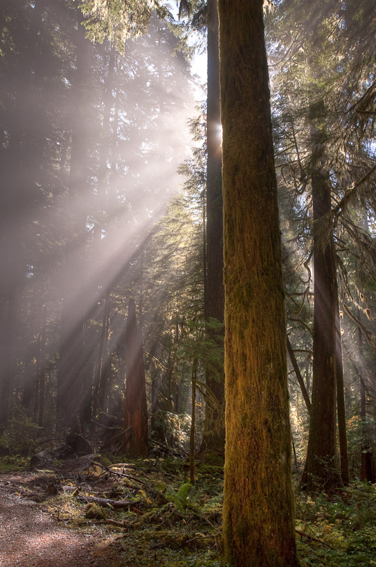 Old Growth & Fog