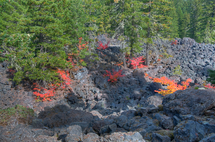 Vine Maples in Lava Field