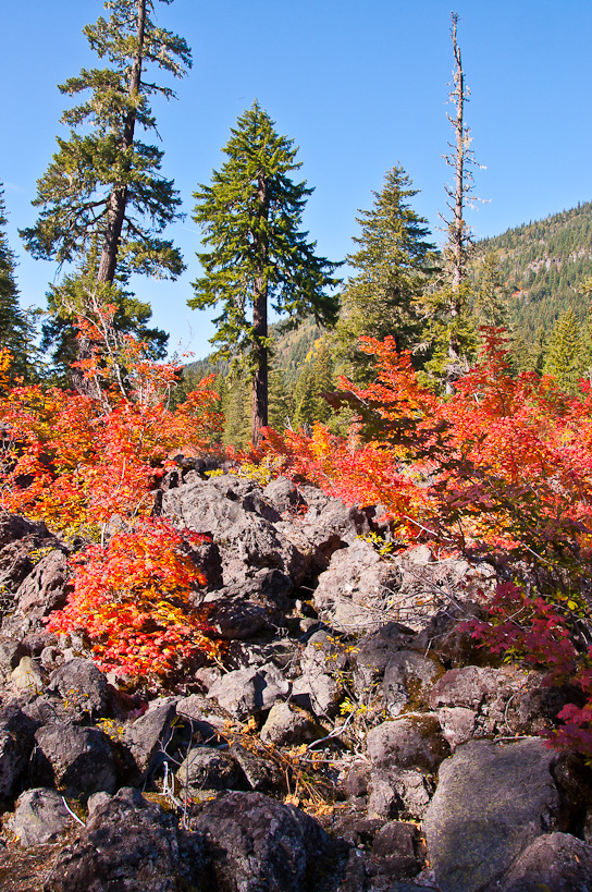 Vine Maples in Lava Field