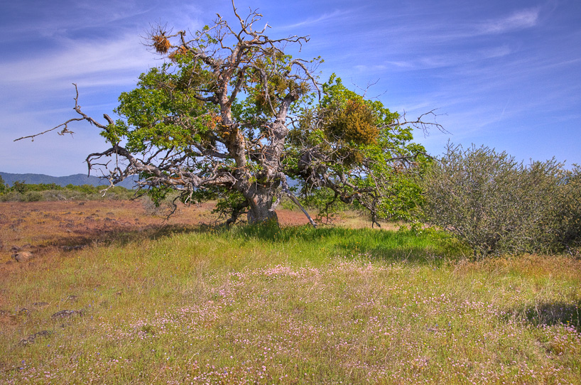 Oak Tree, Lower Table Rock, Oregon