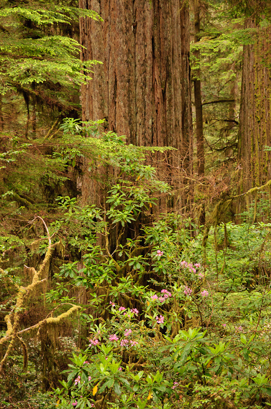 Rhododendrons and Redwoods, Jedidiah Smith State Park