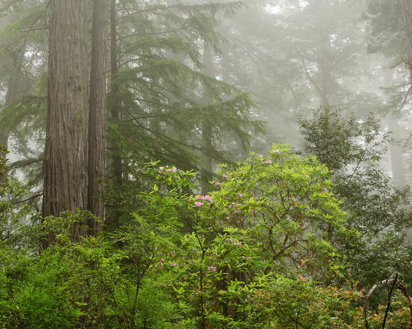 Rhododendrons and Redwoods, Lady Bird Johnson Grove