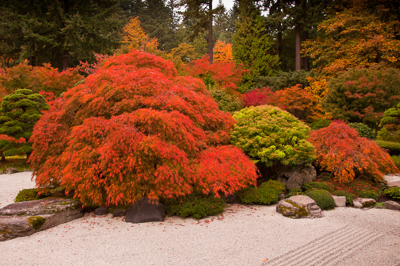 Japanese Maples