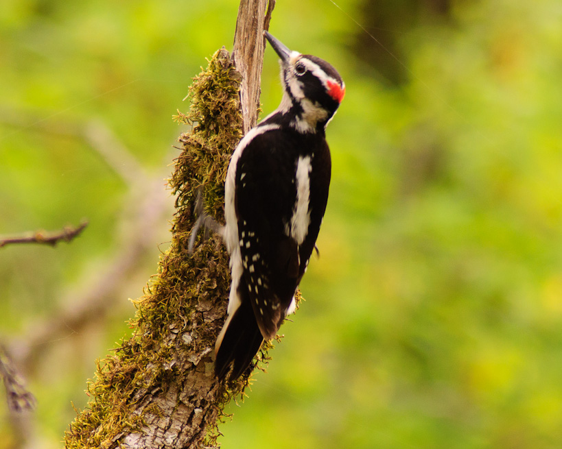 Acorn Woodpecker.  Basket Slough Wildlife Refuge