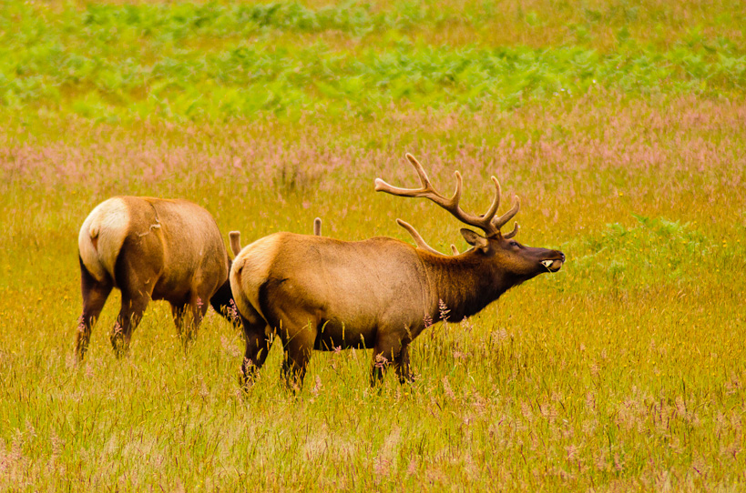 Roosevelt Elk, Prairie Creek State Park