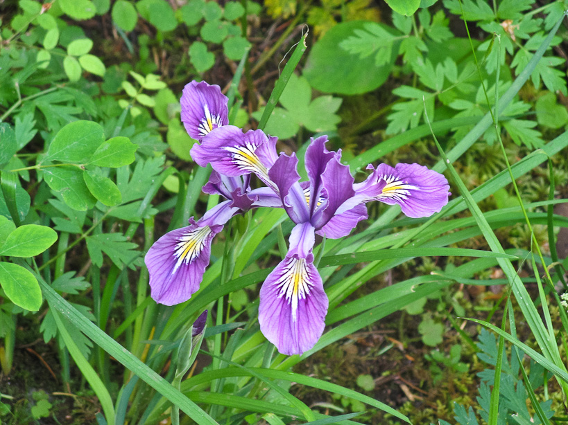 Iris Tenax (Oregon Iris)