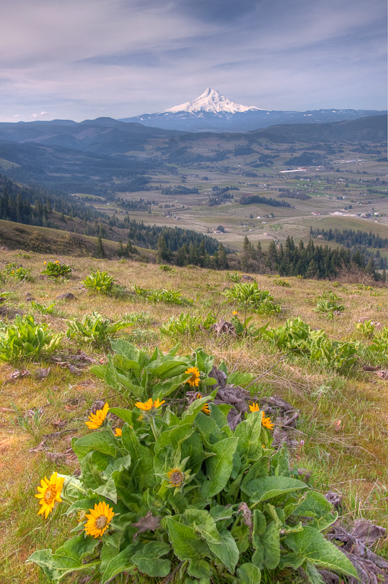 Mt. Hood from Hood River Mountain