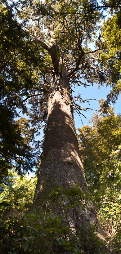 Giant Spruce