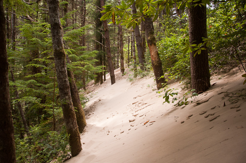 Dunes Swallowing Forest