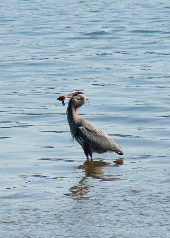 Great Blue Heron, Tillamook, OR